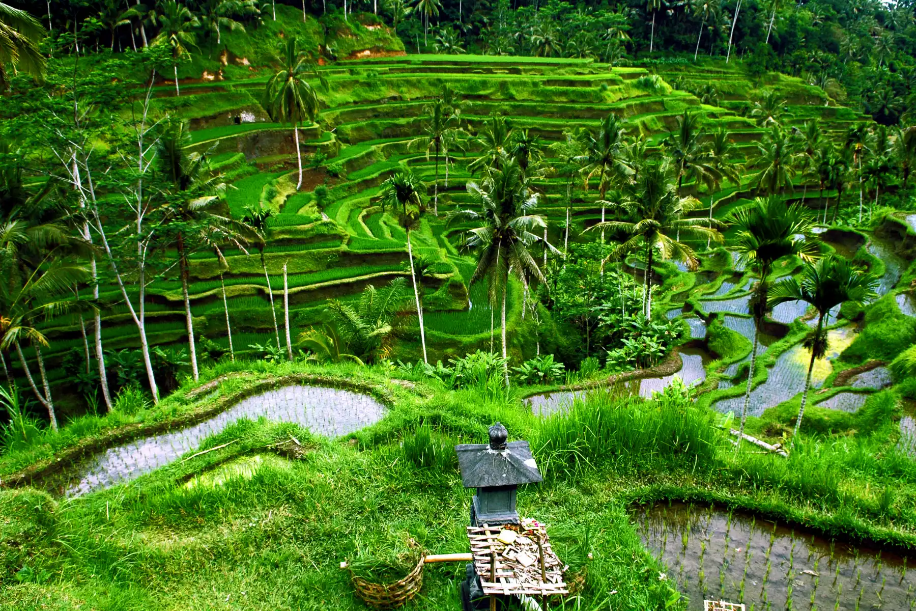Elegant Ubud & Bali & Kuala Lumpur Turu